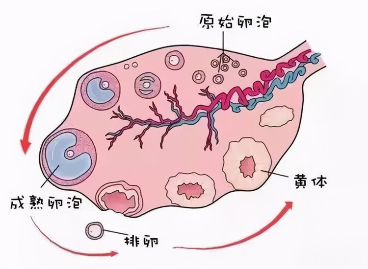 常州合法供卵中心-什么是体外受精中的卵巢过度刺激综合症？