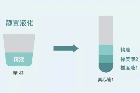 温州助孕收费：体外精子清洗也发挥着重要作用，不仅可以提高精子的活力，还可以提高精子质量