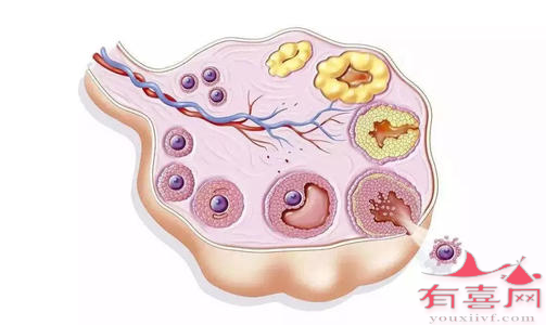 沈阳二代供卵公司：雌二醇的最佳卵泡质量是什么？