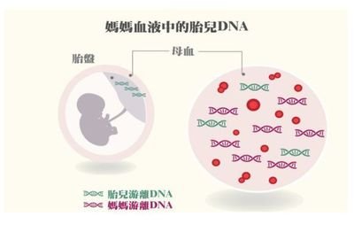 香港42岁供卵试管-DNA亲子鉴定是否可靠？